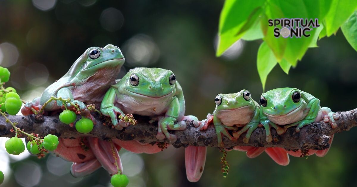 Frogs and Abundance