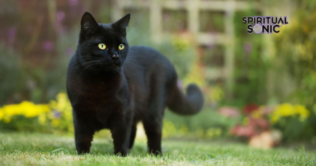 Mysterious black cat