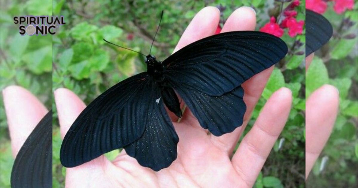 The Black Butterfly