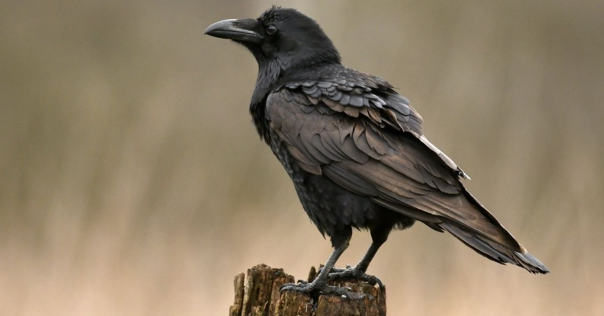 number of ravens meaning
