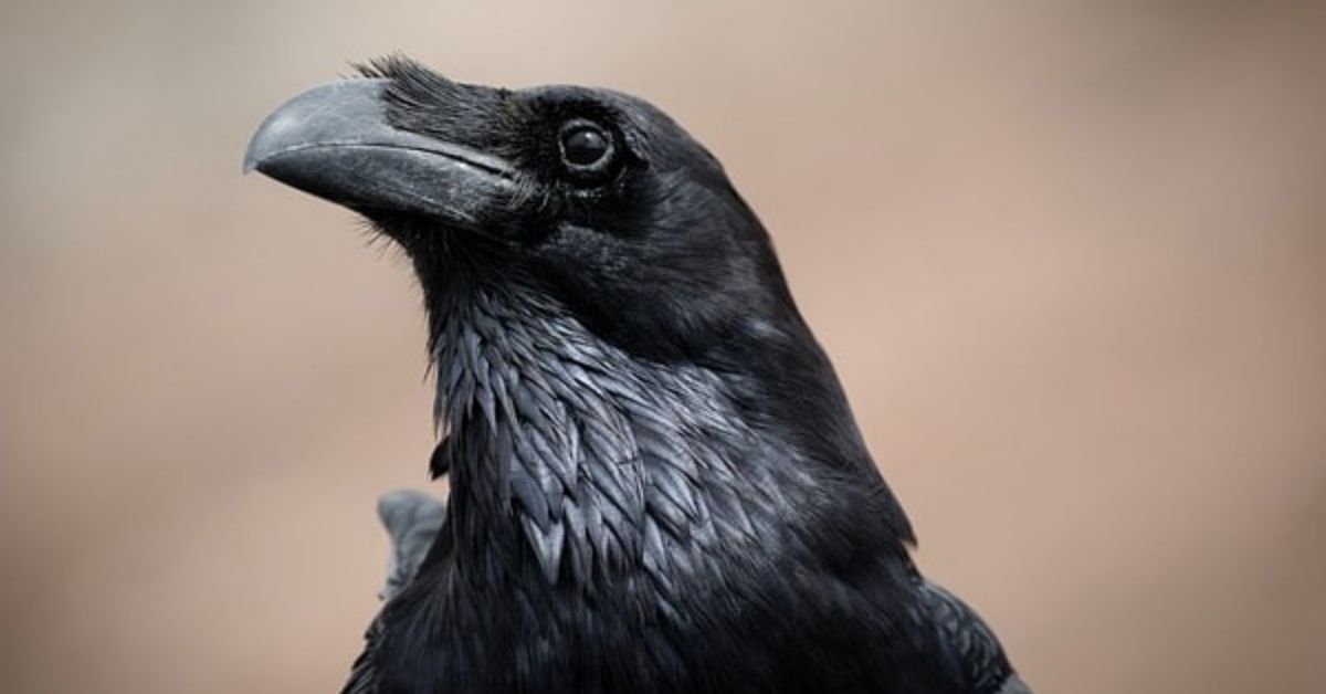 seeing 1 raven meaning