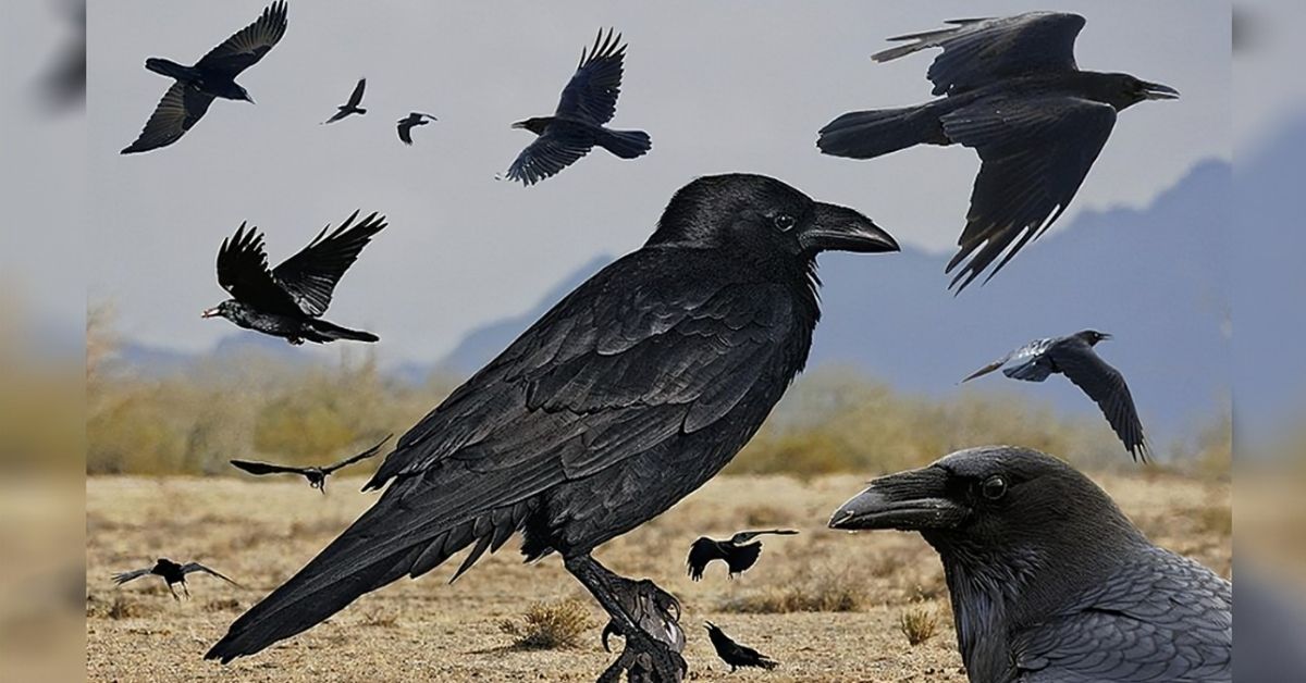 seeing 5 ravens meaning